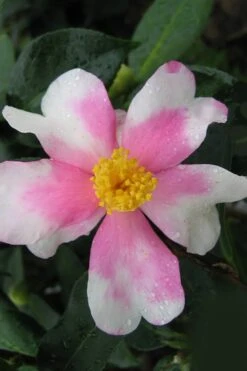 Yume Camellia Sasanqua - 3 Gallon Pot -Plant Series Shop Camellia Yume 2