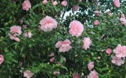 Cotton Candy Camellia Sasanqua - 1 Gallon Pot -Plant Series Shop CamelliaCottonCandy 2