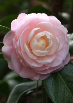 Pink Perfection Camellia Japonica - 1 Gallon Pot 11 Pink Perfection Camellia Japonica - 1 Gallon Pot -Plant Series Shop Camillia Pink Perfection