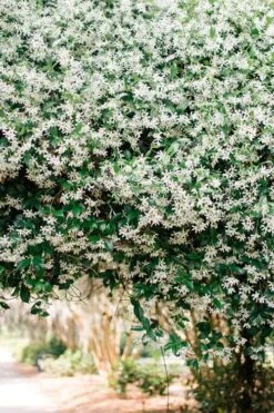 Madison Confederate Jasmine - 3 Gallon Pot -Plant Series Shop Campsis Madame Galen 18