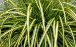 Evercolor Eversheen Carex - 5 Pack Of Quart Pots -Plant Series Shop Carex Eversheen 1