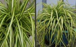 Evercolor Eversheen Carex - 5 Pack Of Quart Pots -Plant Series Shop Carex Eversheen 2