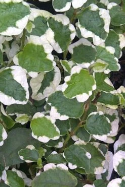 Variegated Creeping Fig (Ficus Pumila 'Variegata') - 10 Pack Of 4" Pint Pots -Plant Series Shop Creeping Fig Variegated Ficus Pumila Rev 500x750 1