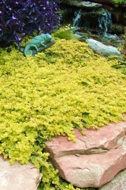 Golden Creeping Jenny - Lysimachia Nummularia Aurea - 10 Pack Of Pint Pots -Plant Series Shop Creeping Jenny 20 2