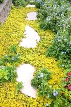 Golden Creeping Jenny - Lysimachia Nummularia Aurea - 10 Pack Of Pint Pots -Plant Series Shop Creeping Jenny 25 2