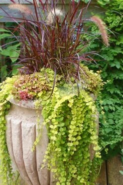Golden Creeping Jenny - Lysimachia Nummularia Aurea - 10 Pack Of Pint Pots -Plant Series Shop Creeping Jenny 26 2
