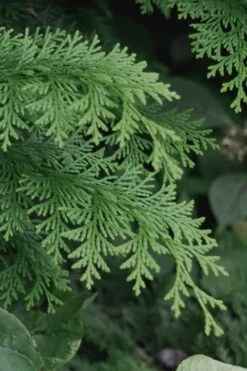 Southern Lace Hinoki Cypress - 1 Gallon Pot -Plant Series Shop Cypress Hinoki Southern Lace 13