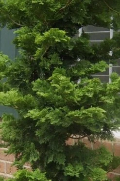 Slender Hinoki Cypress - 3 Gallon Pot (1.5-2') -Plant Series Shop Cypress Slender Hinoki 19
