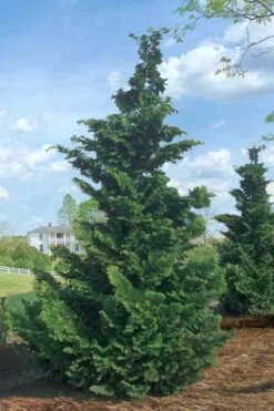 Slender Hinoki Cypress - 3 Gallon Pot (1.5-2') -Plant Series Shop Cypress Slender Hinoki Rev 500x750 1