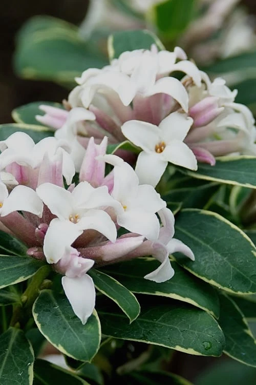 Summer Ice Daphne - 1 Gallon Pot 1 Summer Ice Daphne - 1 Gallon Pot