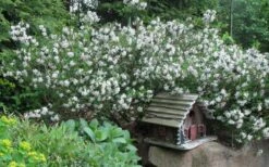 Summer Ice Daphne - 1 Gallon Pot 8 Summer Ice Daphne - 1 Gallon Pot -Plant Series Shop Daphne Summer Ice 4