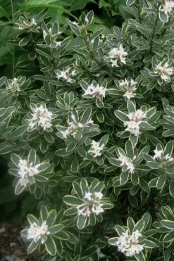 Summer Ice Daphne - 1 Gallon Pot 9 Summer Ice Daphne - 1 Gallon Pot -Plant Series Shop Daphne Summer Ice 6