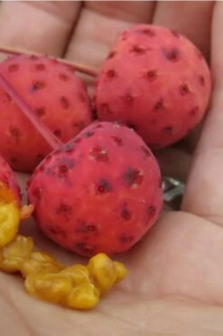 Scarlet Fire Dogwood - Cornus Kousa - 5 Gallon Pot -Plant Series Shop Dogwood Scarlet Fire 10