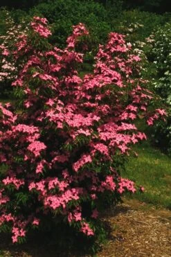 Scarlet Fire Dogwood - Cornus Kousa - 5 Gallon Pot -Plant Series Shop Dogwood Scarlet Fire 12