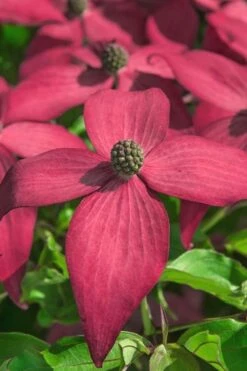 Scarlet Fire Dogwood - Cornus Kousa - 5 Gallon Pot -Plant Series Shop Dogwood Scarlet Fire 13
