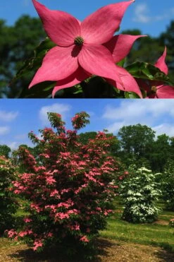 Scarlet Fire Dogwood - Cornus Kousa - 5 Gallon Pot -Plant Series Shop Dogwood Scarlet Fire 4