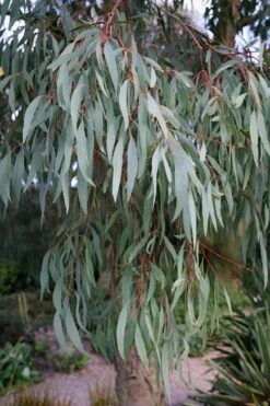 Angus Cold Hardy Eucalyptus Tree (Eucalyptus Nicholii) - 2 Gallon Pot 15 Angus Cold Hardy Eucalyptus Tree (Eucalyptus Nicholii) - 2 Gallon Pot -Plant Series Shop Eucalyptus Angus 15 3