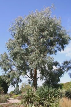 Angus Cold Hardy Eucalyptus Tree (Eucalyptus Nicholii) - Quart Pot 15 Angus Cold Hardy Eucalyptus Tree (Eucalyptus Nicholii) - Quart Pot -Plant Series Shop Eucalyptus Angus 16 4