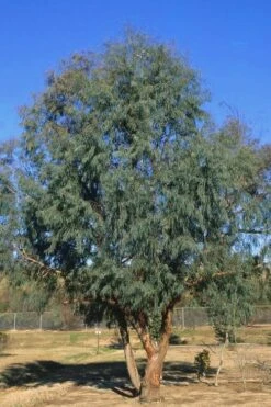 Angus Cold Hardy Eucalyptus Tree (Eucalyptus Nicholii) - 5 Gallon Pot -Plant Series Shop Eucalyptus Angus 17