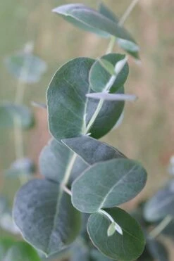 Big O Cold Hardy Eucalyptus Tree (Eucalyptus Neglecta) - 5 Gallon Pot (4-5') 15 Big O Cold Hardy Eucalyptus Tree (Eucalyptus Neglecta) - 5 Gallon Pot (4-5') -Plant Series Shop Eucalyptus Big O 3 500x750 3
