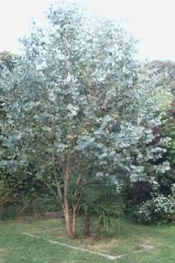 Big O Cold Hardy Eucalyptus Tree (Eucalyptus Neglecta) - 5 Gallon Pot (5-6') 11 Big O Cold Hardy Eucalyptus Tree (Eucalyptus Neglecta) - 5 Gallon Pot (5-6') -Plant Series Shop Eucalyptus Big O 5 500x750 6