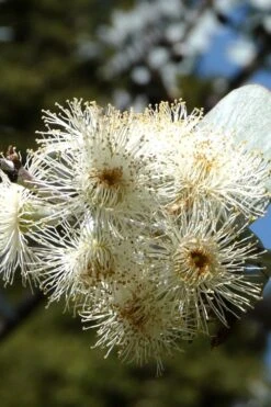 Bluey Cold Hardy Eucalyptus Tree (Eucalyptus Pulverulenta) - 2 Gallon Pot -Plant Series Shop Eucalyptus Bluey 6 4