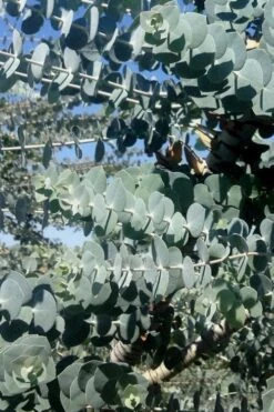 Bluey Cold Hardy Eucalyptus Tree (Eucalyptus Pulverulenta) - 5 Gallon Pot -Plant Series Shop Eucalyptus Bluey 8 5
