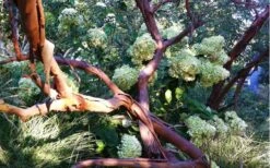 Funky Monkey Cold Hardy Eucalyptus Tree (Eucalyptus Parvula) - 3 Quart Pot 11 Funky Monkey Cold Hardy Eucalyptus Tree (Eucalyptus Parvula) - 3 Quart Pot -Plant Series Shop Eucalyptus Funky Monkey Branches 4