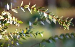 Funky Monkey Cold Hardy Eucalyptus Tree (Eucalyptus Parvula) - 3 Quart Pot 12 Funky Monkey Cold Hardy Eucalyptus Tree (Eucalyptus Parvula) - 3 Quart Pot -Plant Series Shop Eucalyptus Funky Monkey Leaves 4