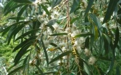 Funky Monkey Cold Hardy Eucalyptus Tree (Eucalyptus Parvula) - 3 Gallon Pot 10 Funky Monkey Cold Hardy Eucalyptus Tree (Eucalyptus Parvula) - 3 Gallon Pot -Plant Series Shop Eucalyptus Funky Monkey Leaves Mature