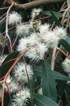 Jersey Girl Cold Hardy Eucalyptus Tree (Eucalyptus Macarthurii) - 3 Gallon Pot 18 Jersey Girl Cold Hardy Eucalyptus Tree (Eucalyptus Macarthurii) - 3 Gallon Pot -Plant Series Shop Eucalyptus Jersey Girl 1 1