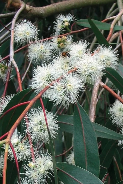 Jersey Girl Cold Hardy Eucalyptus Tree (Eucalyptus Macarthurii) - 3 Gallon Pot 9 Jersey Girl Cold Hardy Eucalyptus Tree (Eucalyptus Macarthurii) - 3 Gallon Pot - Image 9