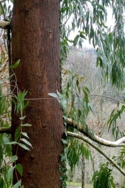 Jersey Girl Cold Hardy Eucalyptus Tree (Eucalyptus Macarthurii) - 1 Gallon Pot -Plant Series Shop Eucalyptus Jersey Girl 2 2