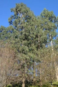 Jersey Girl Cold Hardy Eucalyptus Tree (Eucalyptus Macarthurii) - 3 Gallon Pot 13 Jersey Girl Cold Hardy Eucalyptus Tree (Eucalyptus Macarthurii) - 3 Gallon Pot -Plant Series Shop Eucalyptus Jersey Girl 3 1