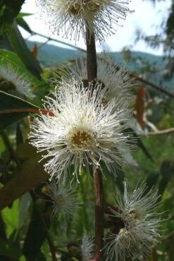 Jersey Girl Cold Hardy Eucalyptus Tree (Eucalyptus Macarthurii) - Quart Pot 15 Jersey Girl Cold Hardy Eucalyptus Tree (Eucalyptus Macarthurii) - Quart Pot -Plant Series Shop Eucalyptus Jersey Girl 4 4