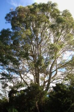 Jersey Girl Cold Hardy Eucalyptus Tree (Eucalyptus Macarthurii) - 1 Gallon Pot -Plant Series Shop Eucalyptus Jersey Girl 6 2