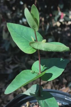 Jersey Girl Cold Hardy Eucalyptus Tree (Eucalyptus Macarthurii) - 3 Gallon Pot 16 Jersey Girl Cold Hardy Eucalyptus Tree (Eucalyptus Macarthurii) - 3 Gallon Pot -Plant Series Shop Eucalyptus Jersey Girl 7 1