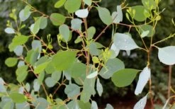 Lucky Country Cold Hardy Eucalyptus Tree (Eucalyptus Camphora) - 1 Gallon Pot -Plant Series Shop Eucalyptus Lucky Country 1 1