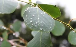 Lucky Country Cold Hardy Eucalyptus Tree (Eucalyptus Camphora) - 1 Gallon Pot -Plant Series Shop Eucalyptus Lucky Country 2 1