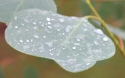 Lucky Country Cold Hardy Eucalyptus Tree (Eucalyptus Camphora) - 5 Gallon Pot -Plant Series Shop Eucalyptus Lucky Country 3