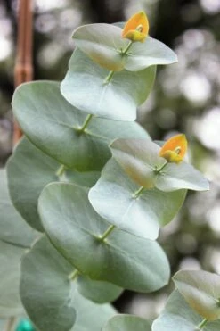 Luna Cold Hardy Eucalyptus Tree (Eucalyptus Perriniana) - Quart Pot -Plant Series Shop Eucalyptus Luna 1 3