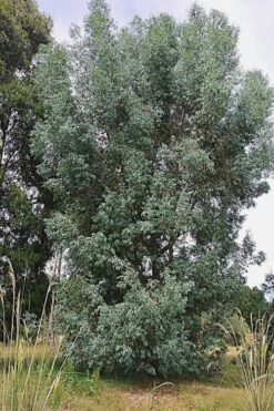 Luna Cold Hardy Eucalyptus Tree (Eucalyptus Perriniana) - 2 Gallon Pot 9 Luna Cold Hardy Eucalyptus Tree (Eucalyptus Perriniana) - 2 Gallon Pot -Plant Series Shop Eucalyptus Luna 5