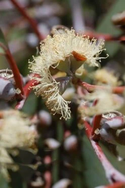 Luna Cold Hardy Eucalyptus Tree (Eucalyptus Perriniana) - 3 Quart Pot 10 Luna Cold Hardy Eucalyptus Tree (Eucalyptus Perriniana) - 3 Quart Pot -Plant Series Shop Eucalyptus Luna 6 1