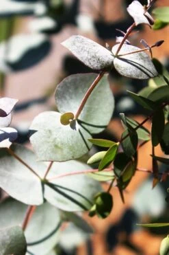 Maggie Cold Hardy Eucalyptus Tree (Eucalyptus Nova Anglica) - 1 Gallon Pot 11 Maggie Cold Hardy Eucalyptus Tree (Eucalyptus Nova Anglica) - 1 Gallon Pot -Plant Series Shop Eucalyptus Maggie 10