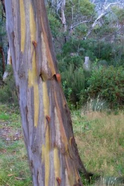 Sheila Cold Hardy Eucalyptus Tree (Eucalyptus Stellulata) - Quart Pot -Plant Series Shop Eucalyptus Sheila 10