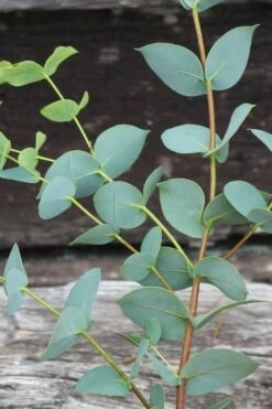 Sheila Cold Hardy Eucalyptus Tree (Eucalyptus Stellulata) - 1 Gallon Pot 21 Sheila Cold Hardy Eucalyptus Tree (Eucalyptus Stellulata) - 1 Gallon Pot -Plant Series Shop Eucalyptus Sheila 2 3