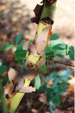 Sheila Cold Hardy Eucalyptus Tree (Eucalyptus Stellulata) - Quart Pot -Plant Series Shop Eucalyptus Sheila 9