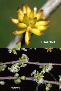 Skinny Minny Hardy Eucalyptus Tree (Eucalyptus Moorei) - 1 Gallon Pot -Plant Series Shop Eucalyptus Skinny Minny 1 5