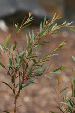 Skinny Minny Hardy Eucalyptus Tree (Eucalyptus Moorei) - 6 Pack Of 1 Gallon Pots 7 Skinny Minny Hardy Eucalyptus Tree (Eucalyptus Moorei) - 6 Pack Of 1 Gallon Pots -Plant Series Shop Eucalyptus Skinny Minny 2 3