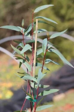 Snow Day Cold Hardy Eucalyptus Tree (Eucalyptus Gregsoniana) - 1 Gallon Pot 10 Snow Day Cold Hardy Eucalyptus Tree (Eucalyptus Gregsoniana) - 1 Gallon Pot -Plant Series Shop Eucalyptus Snow Day 1 2